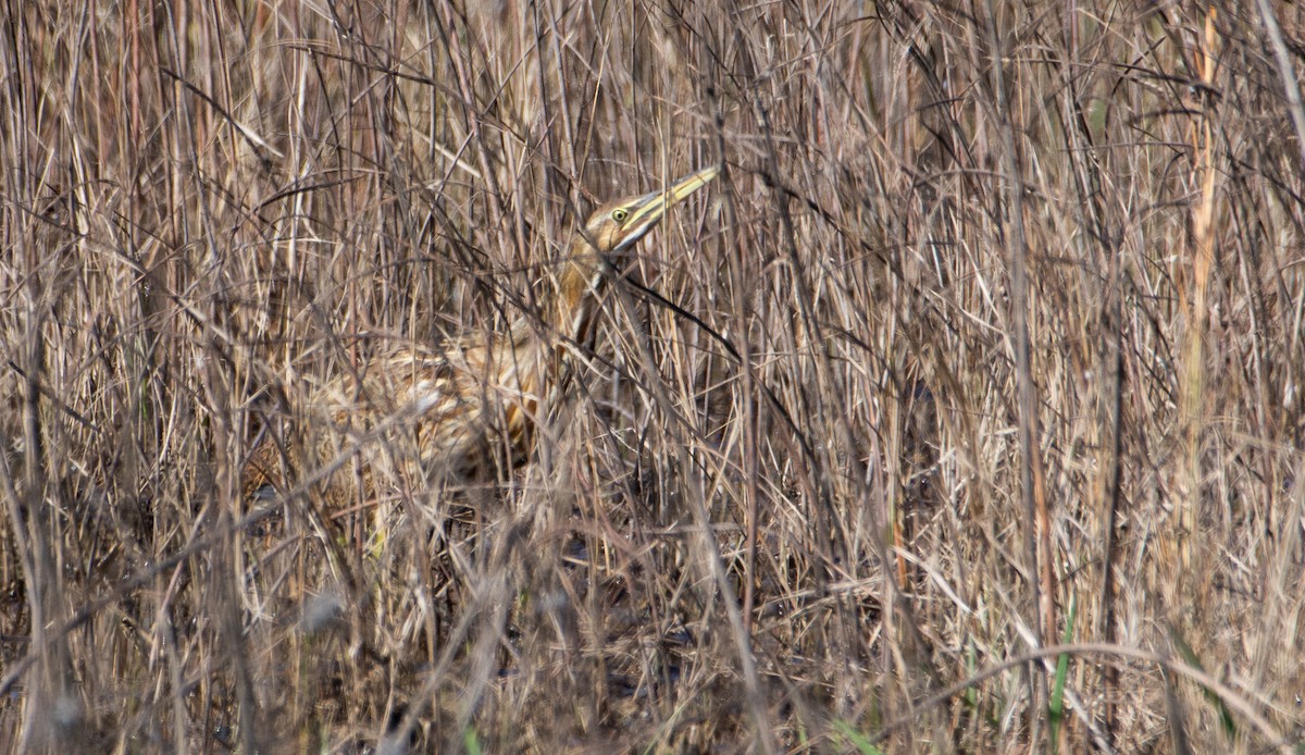 American Bittern - Collin Stempien