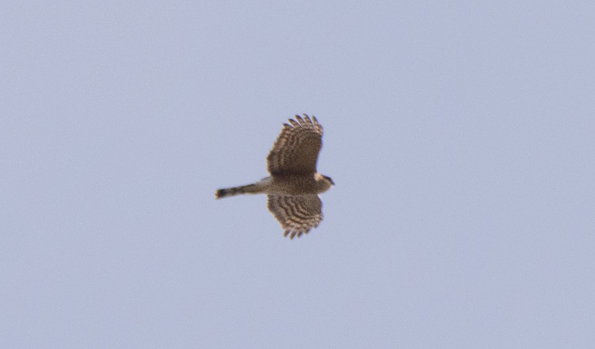 Sharp-shinned Hawk - Collin Stempien