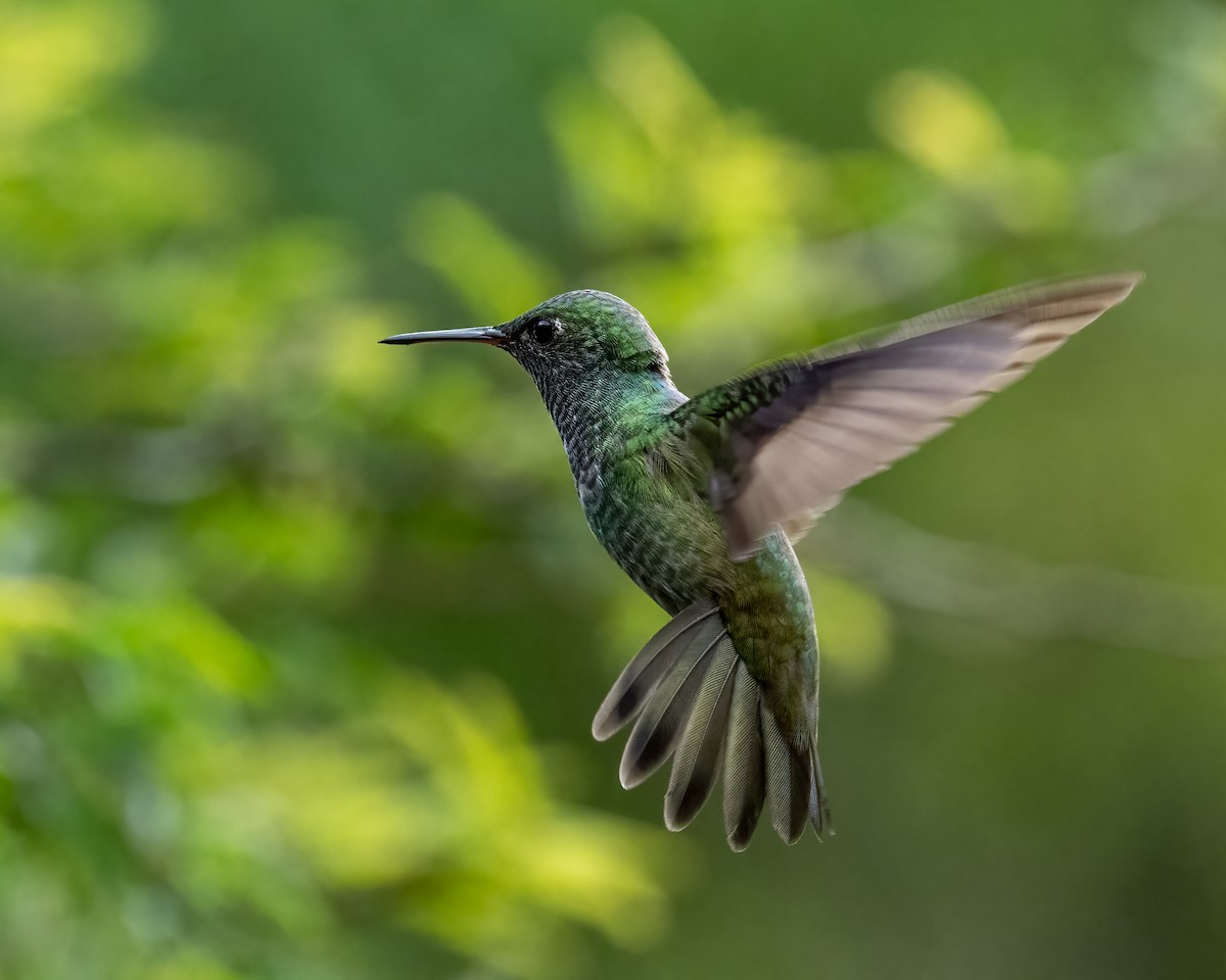 Colibri vert et gris - ML612492114