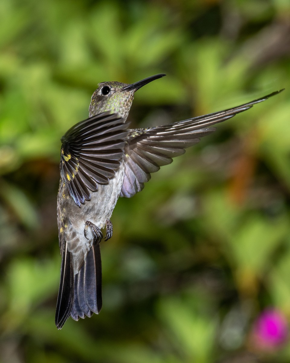 Colibri vert et gris - ML612492115