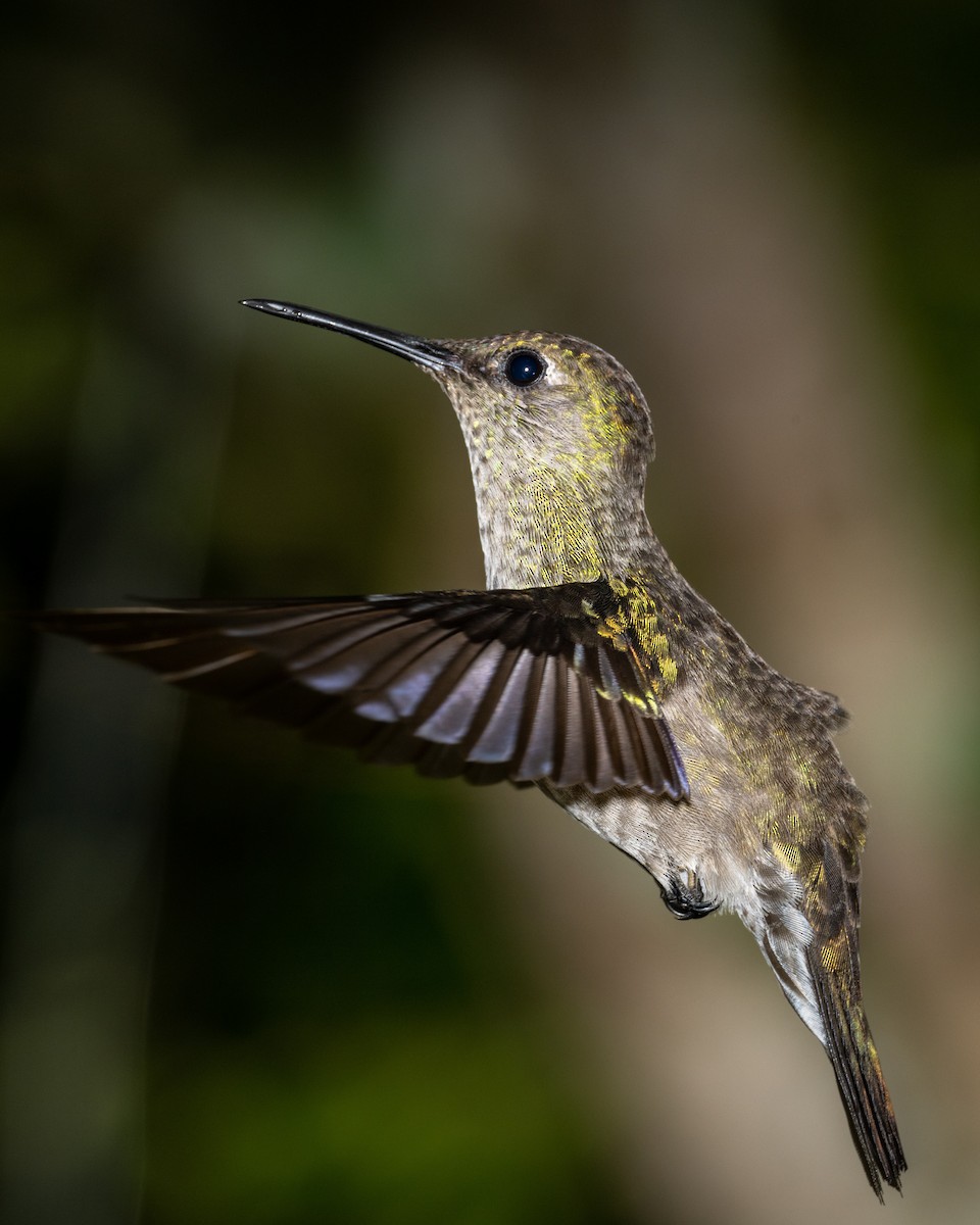 Colibri vert et gris - ML612492116