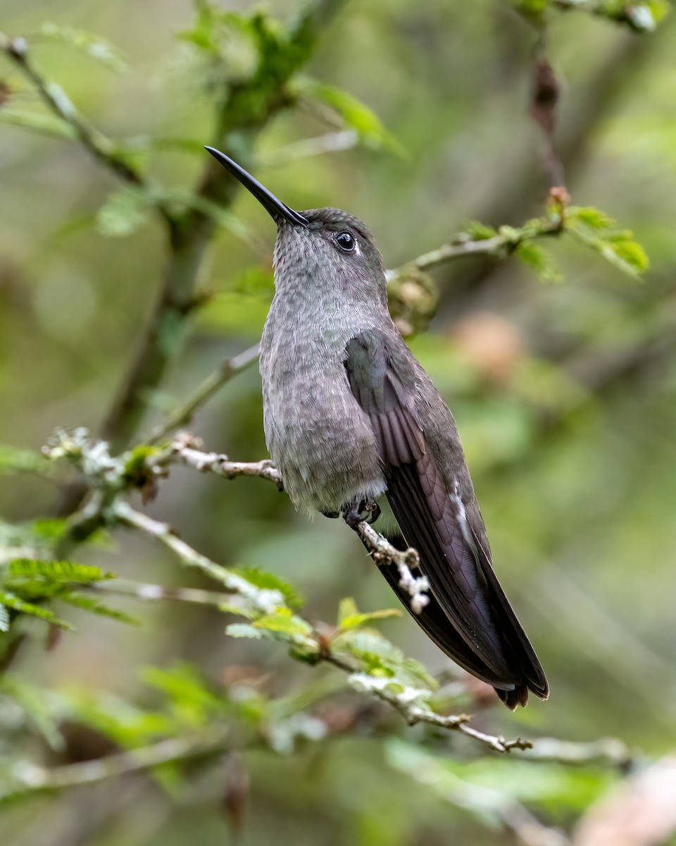 Colibri vert et gris - ML612492117