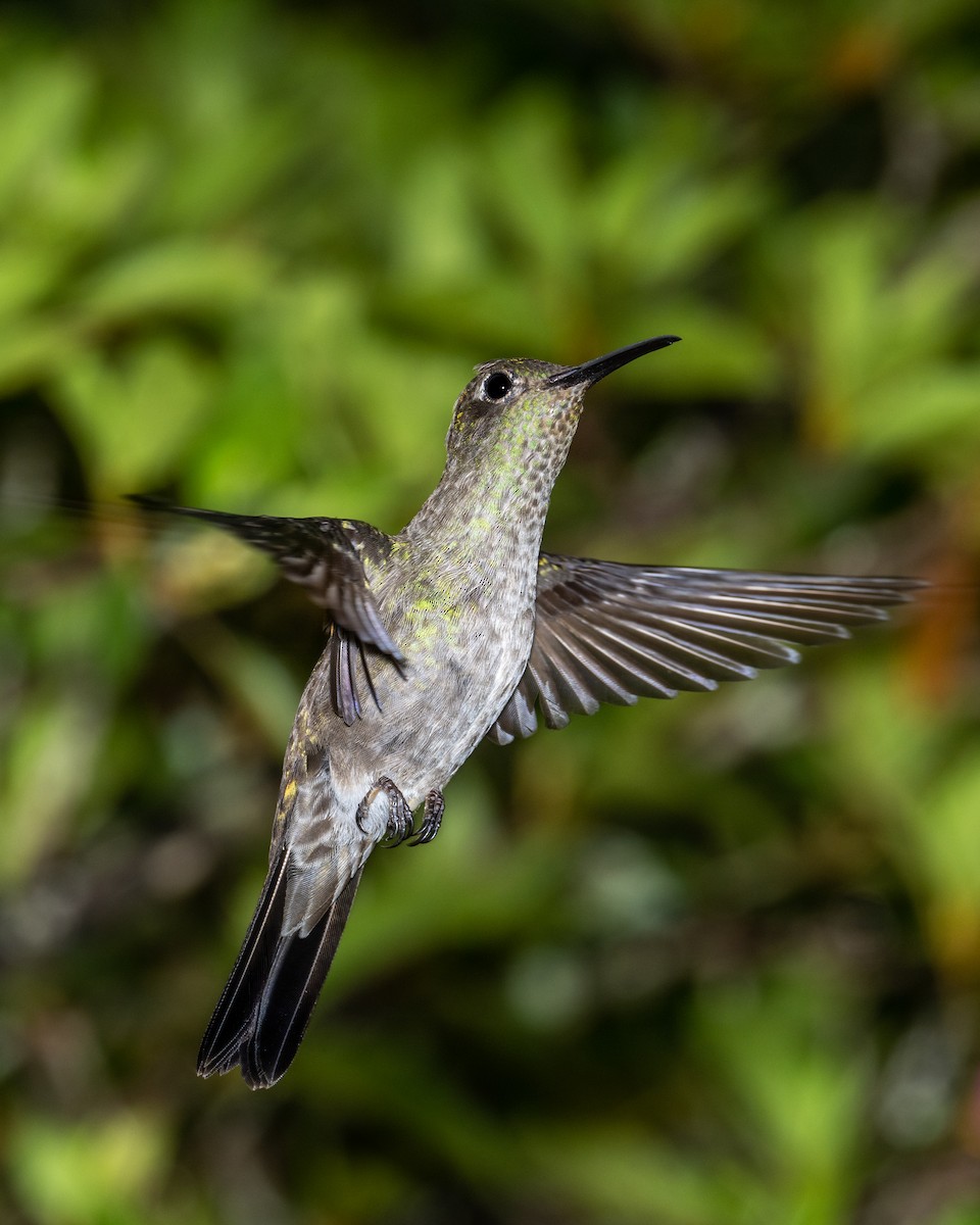 Colibri vert et gris - ML612492118