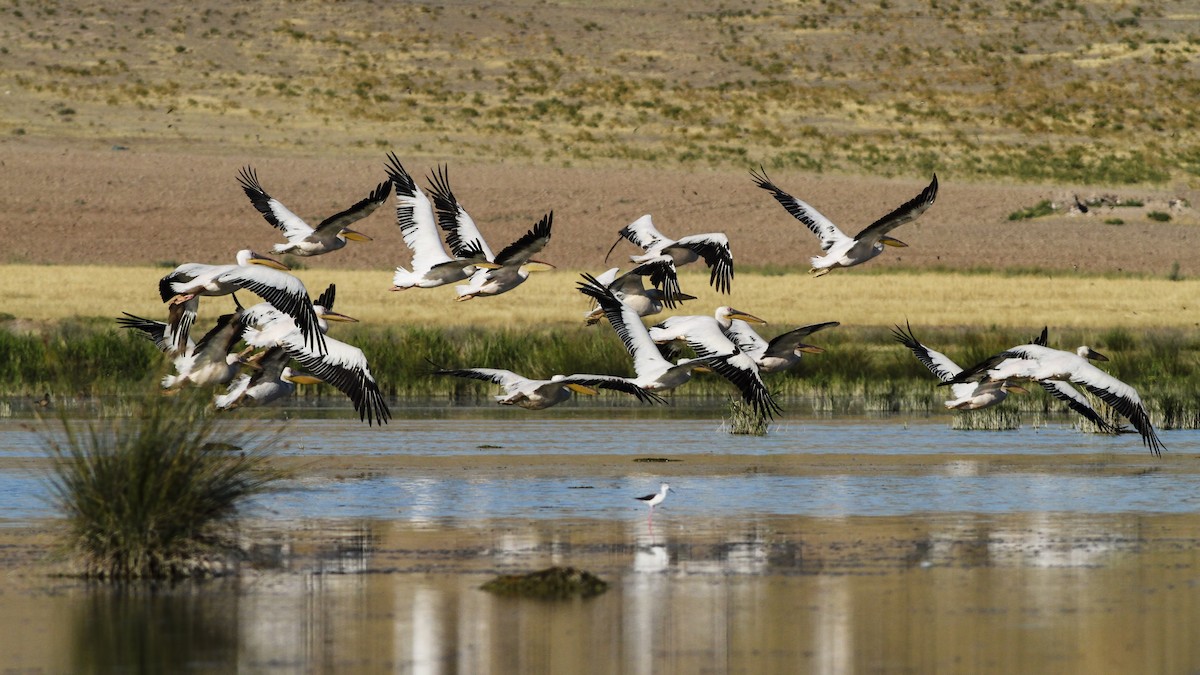 Great White Pelican - ML612492125