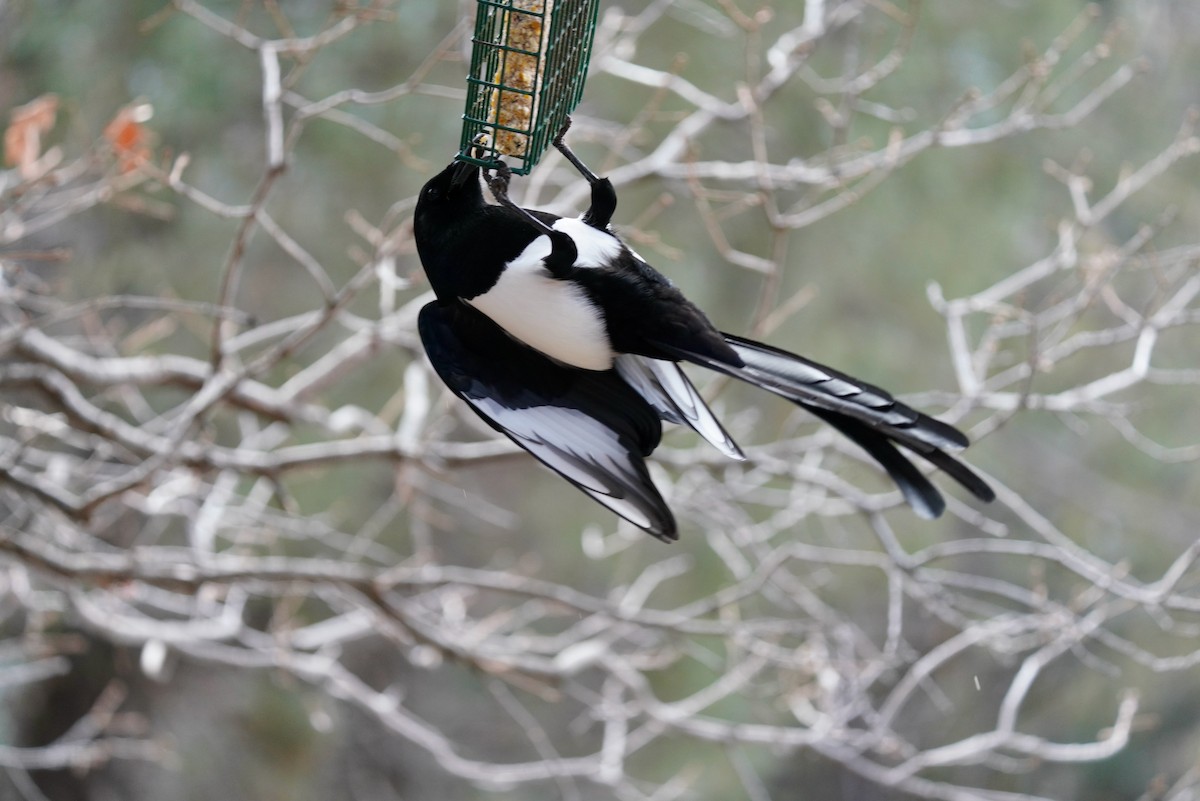 Black-billed Magpie - ML612492130