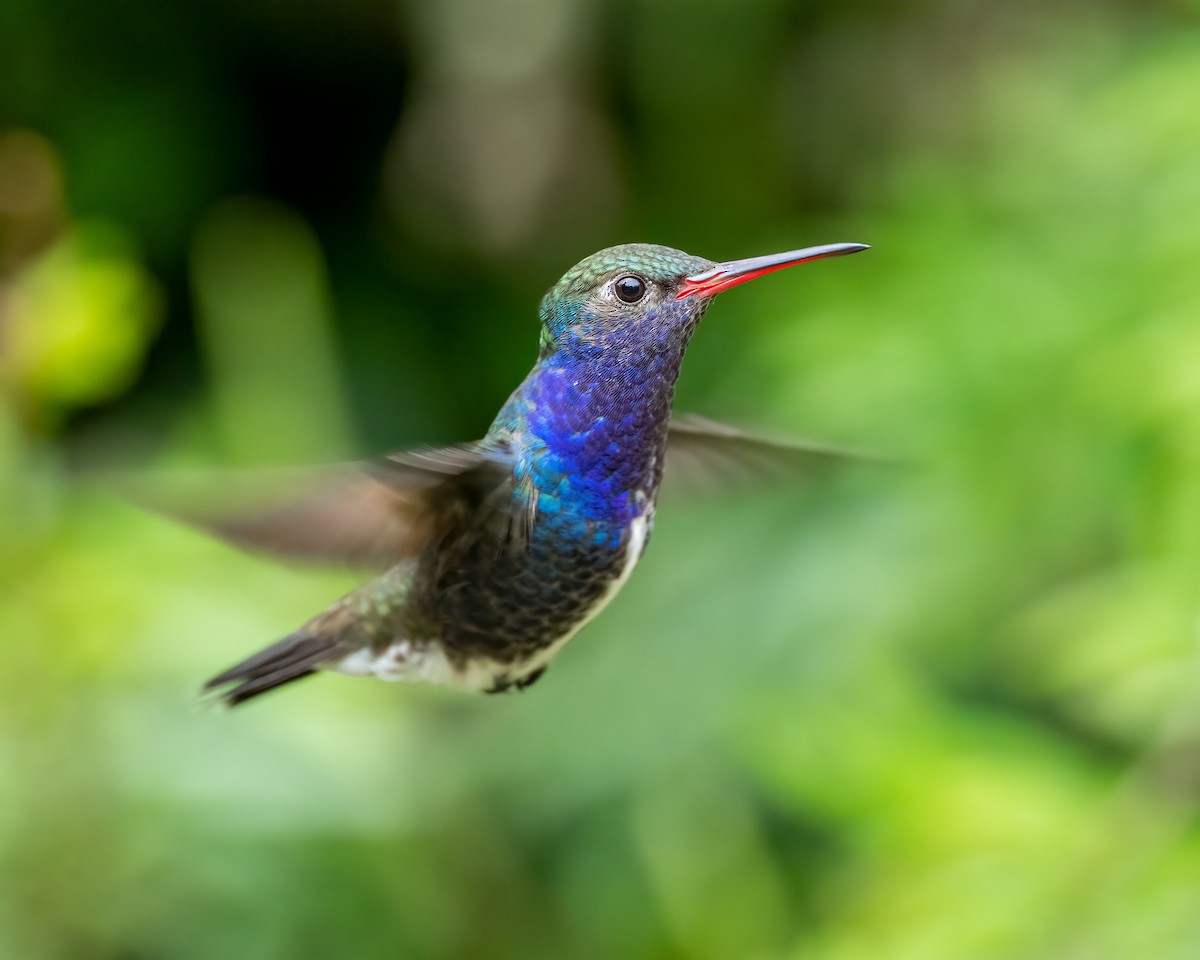 kolibřík safírový - ML612492184