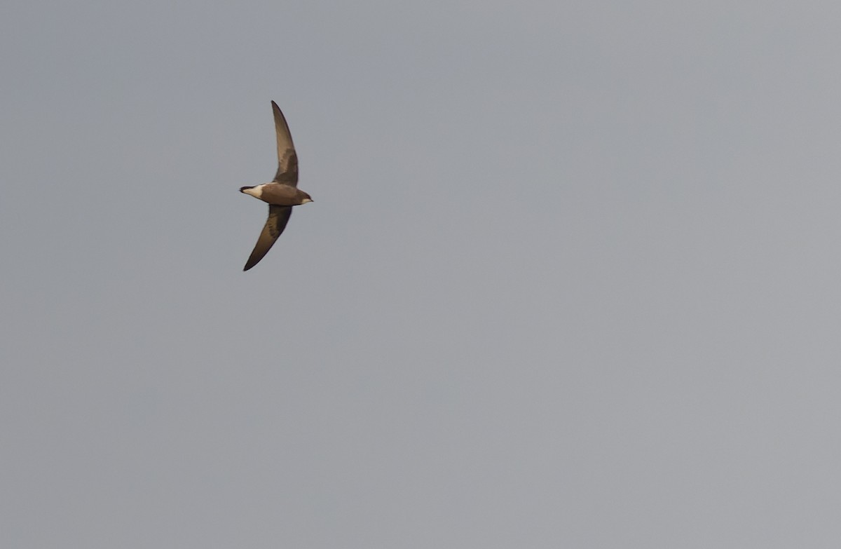 White-throated Needletail - ML612492227