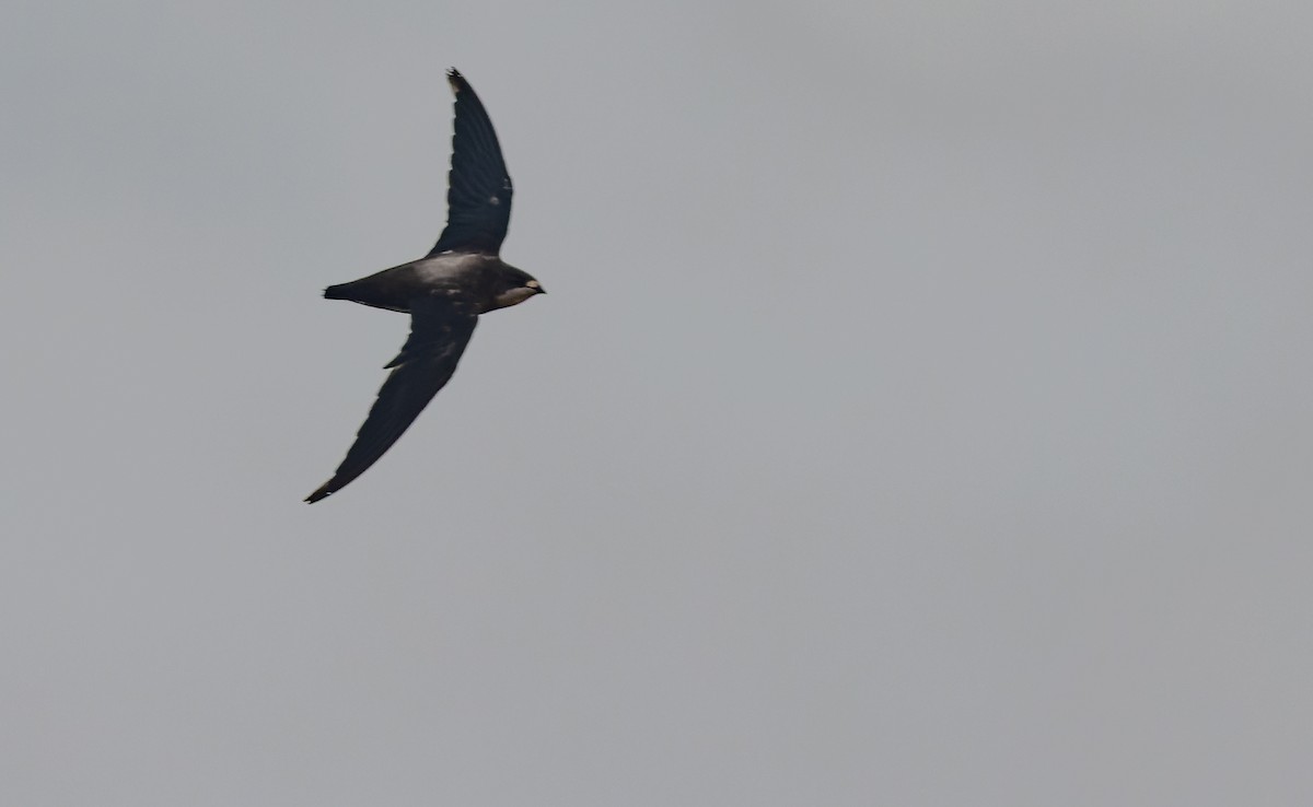 White-throated Needletail - ML612492228