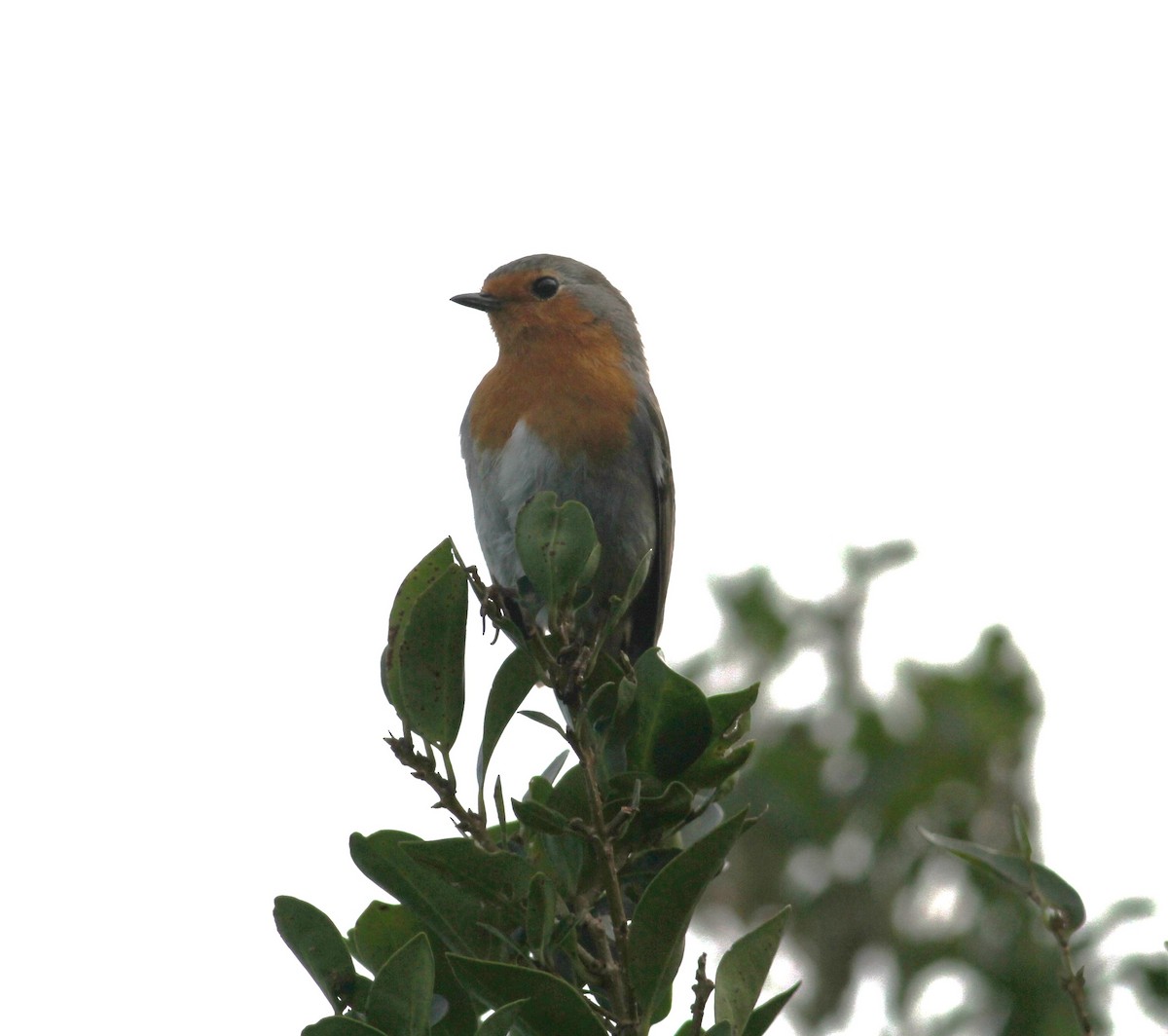 European Robin - Carlos Pereira