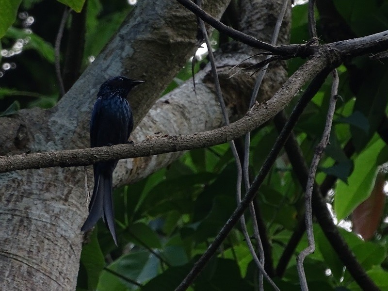 Bronzed Drongo - ML612492423