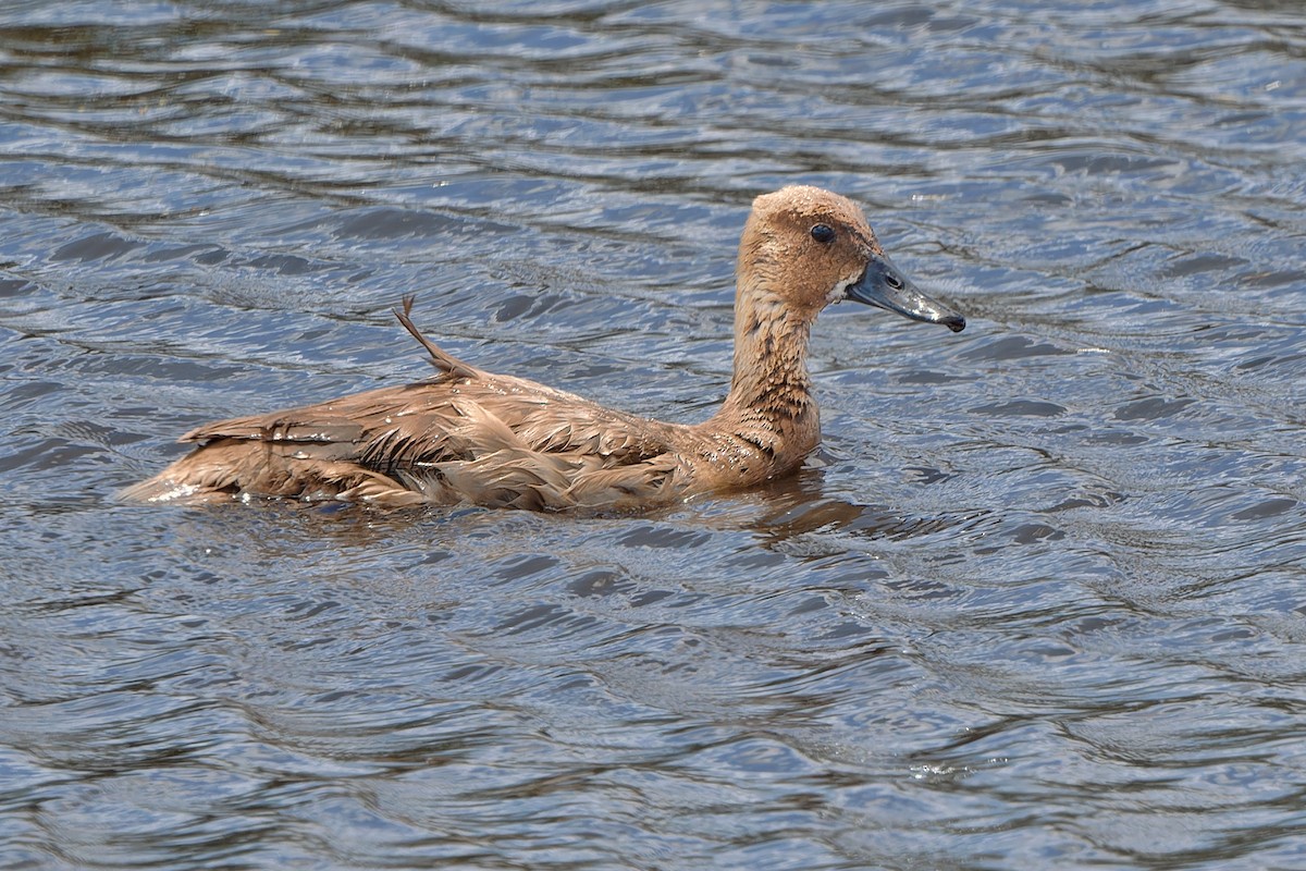 Dendrocygne fauve - ML612492465