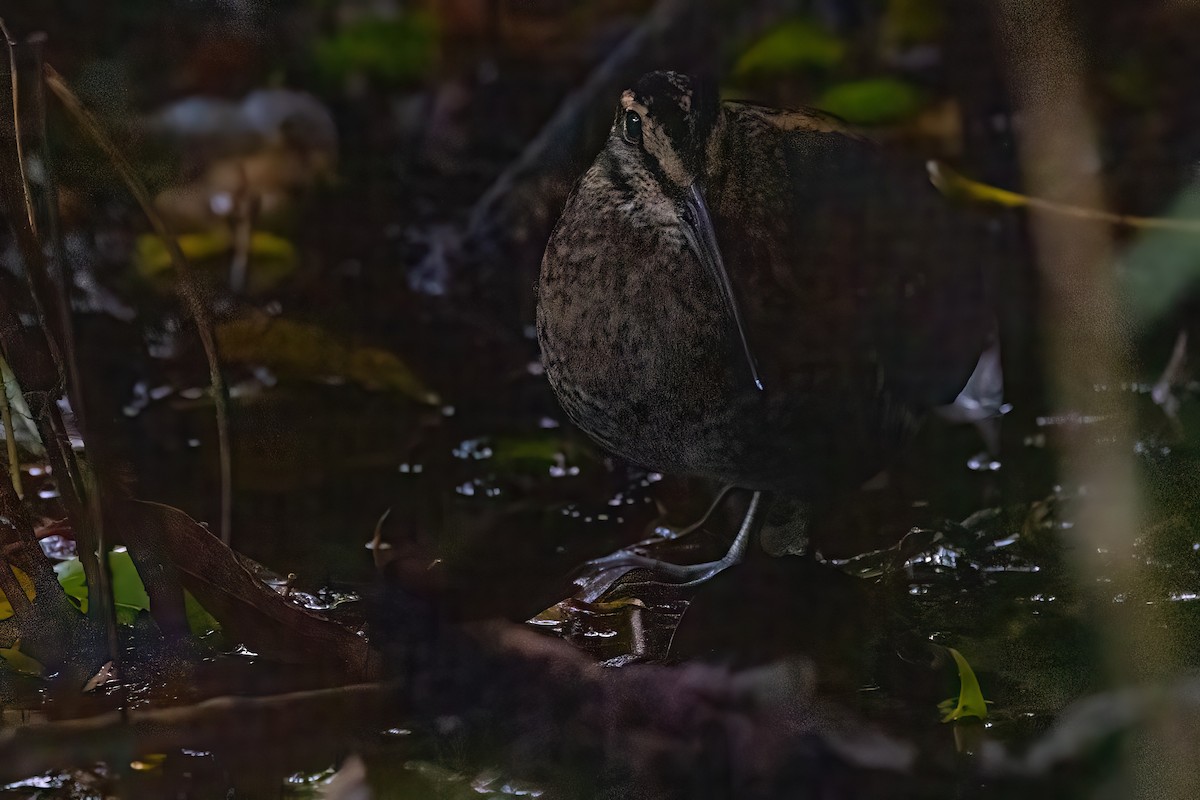 Wood Snipe - Jaap Velden