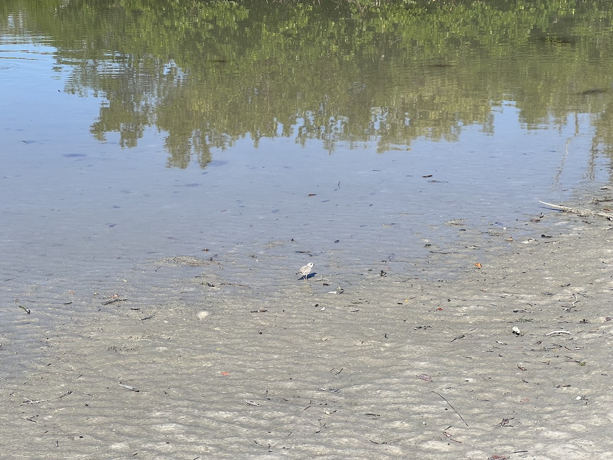 Piping Plover - ML612492490