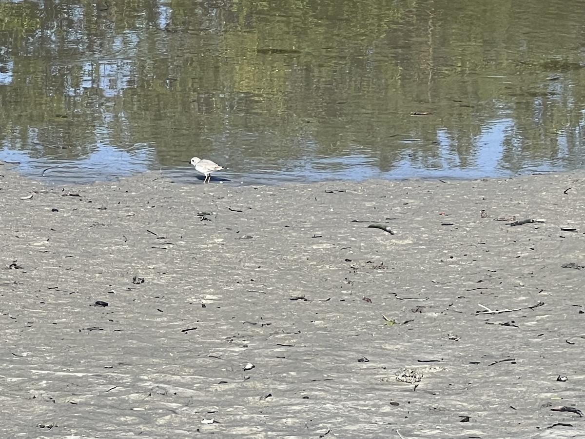 Piping Plover - ML612492494