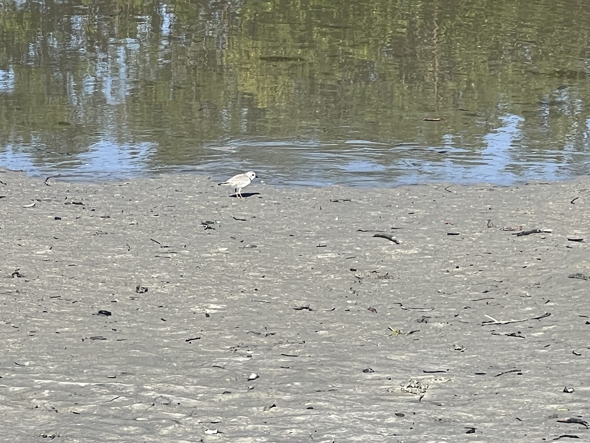 Piping Plover - ML612492495