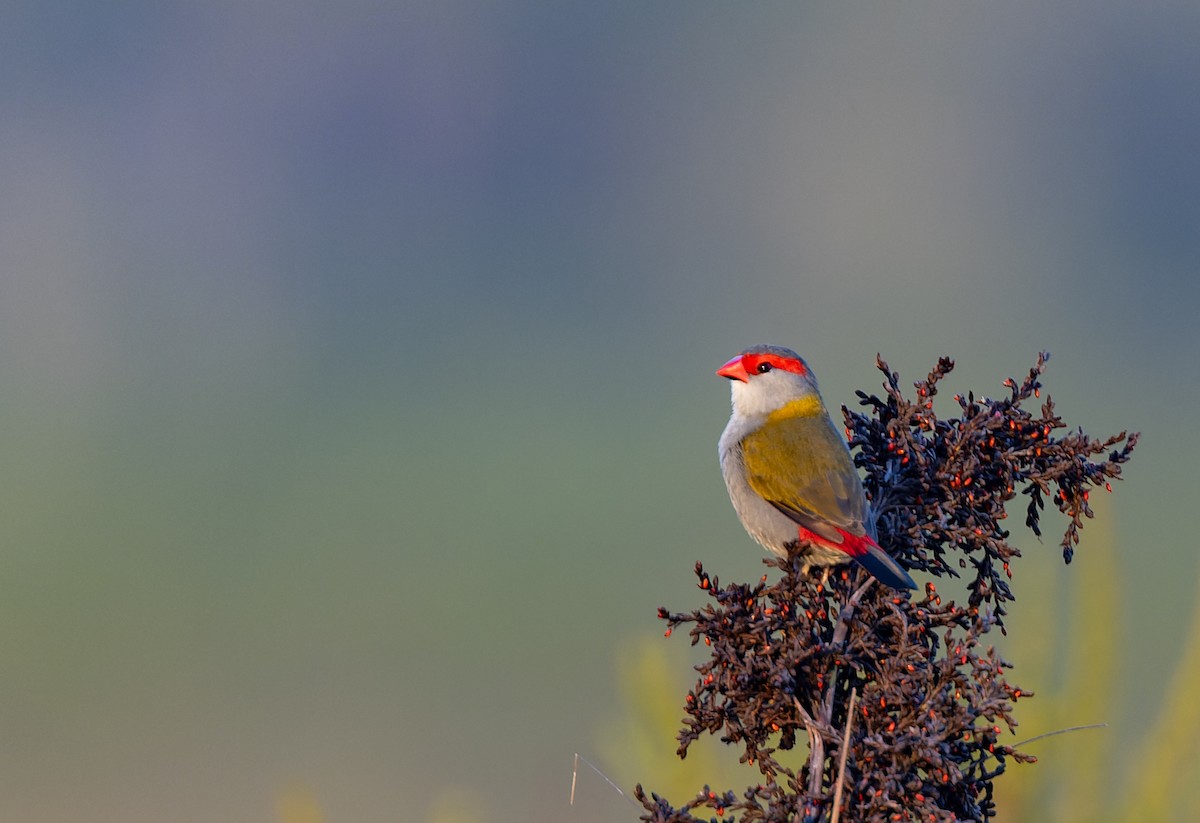 Red-browed Firetail - ML612492512