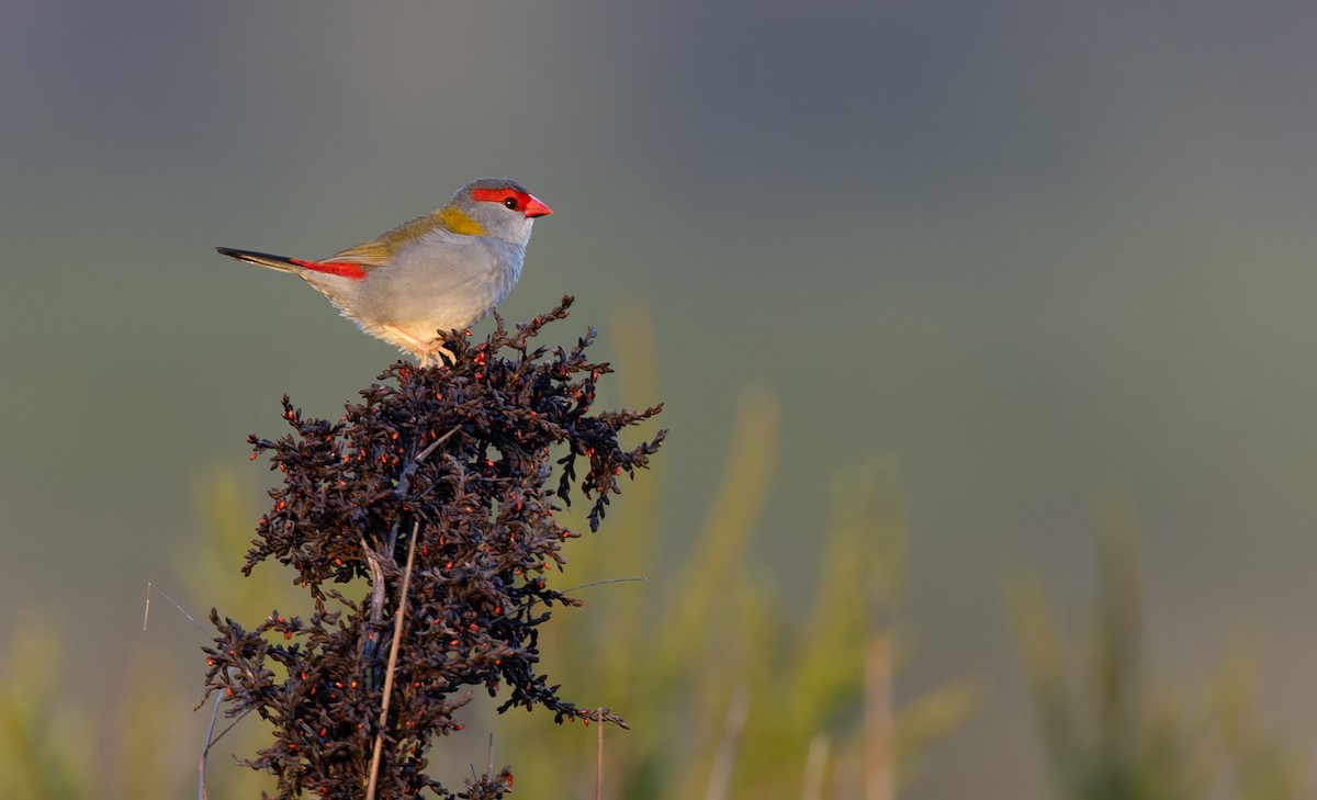 Red-browed Firetail - ML612492514