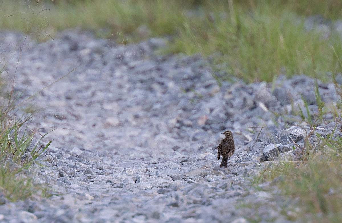 Australian Pipit - Geoff Dennis