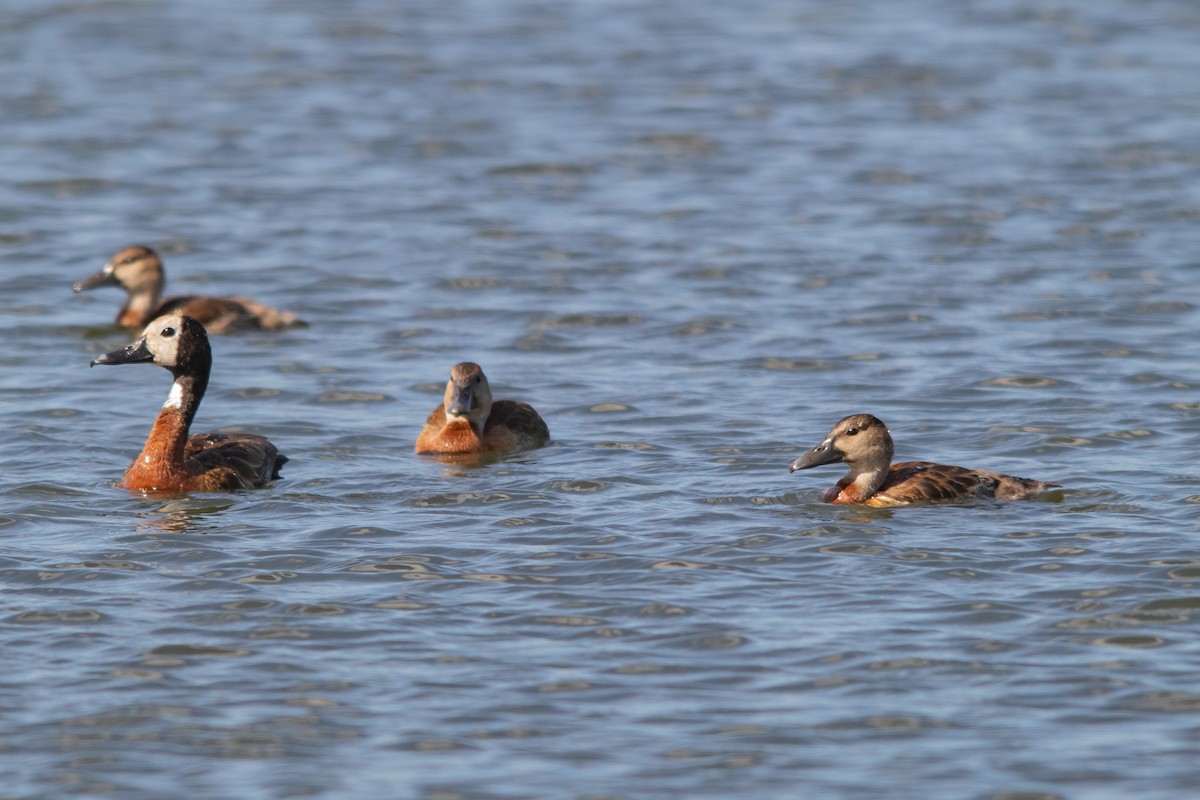 White-faced Whistling-Duck - Retief Williams