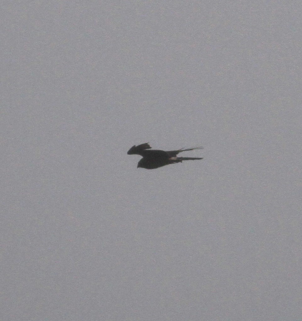 mørkmyrhauk - ML612492575