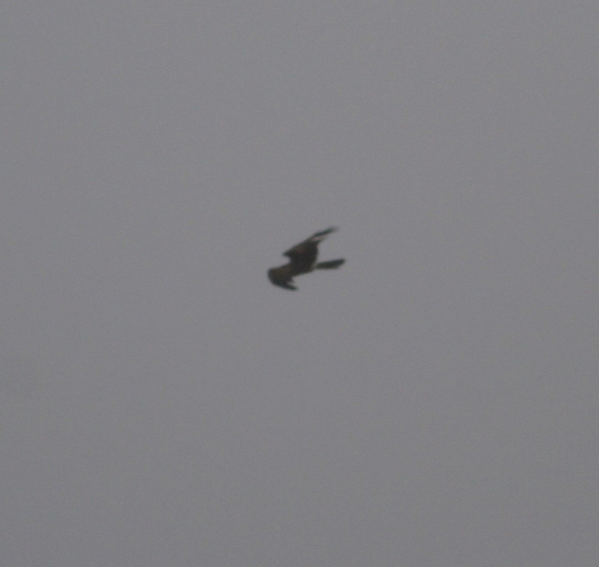 mørkmyrhauk - ML612492582