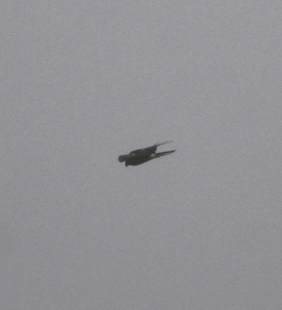 mørkmyrhauk - ML612492585