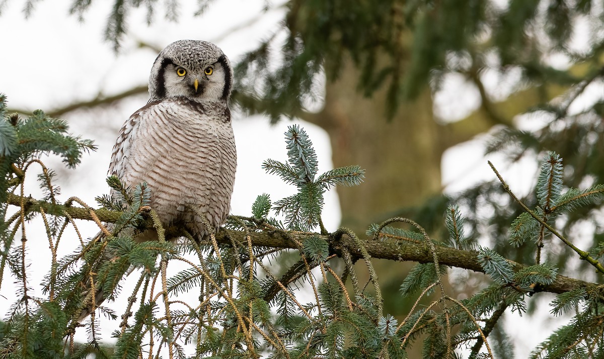 Northern Hawk Owl - ML612492597