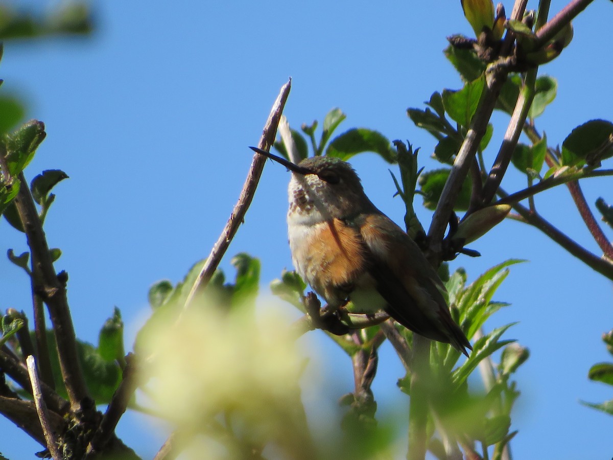 Rufous Hummingbird - Joel Jacobson