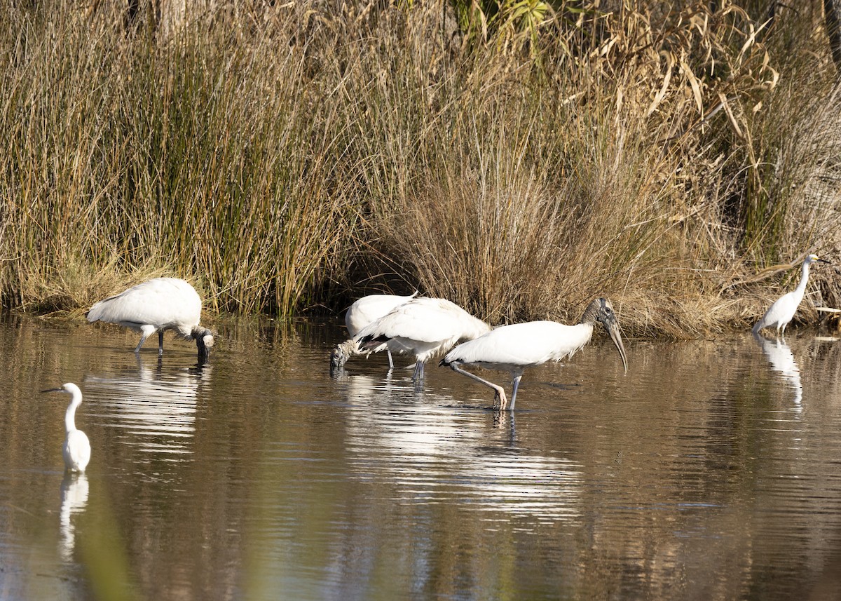 Wood Stork - ML612492632