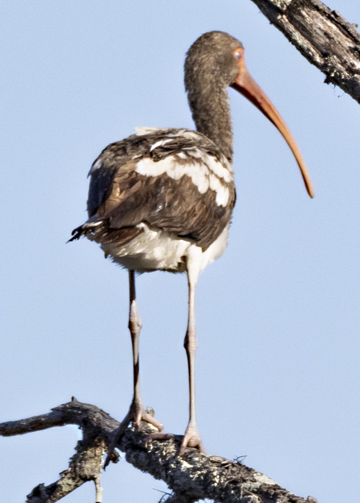 ibis bílý - ML612492638