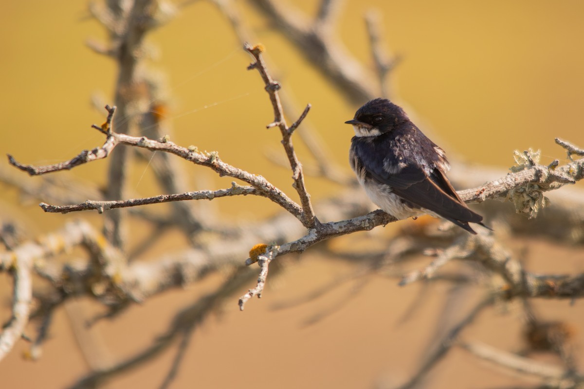 Pearl-breasted Swallow - Retief Williams