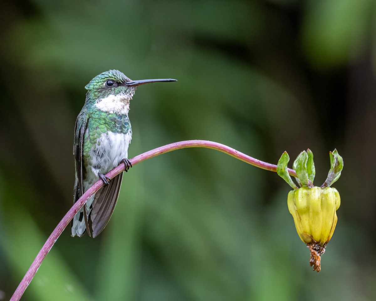 Colibrí Gargantilla - ML612492678