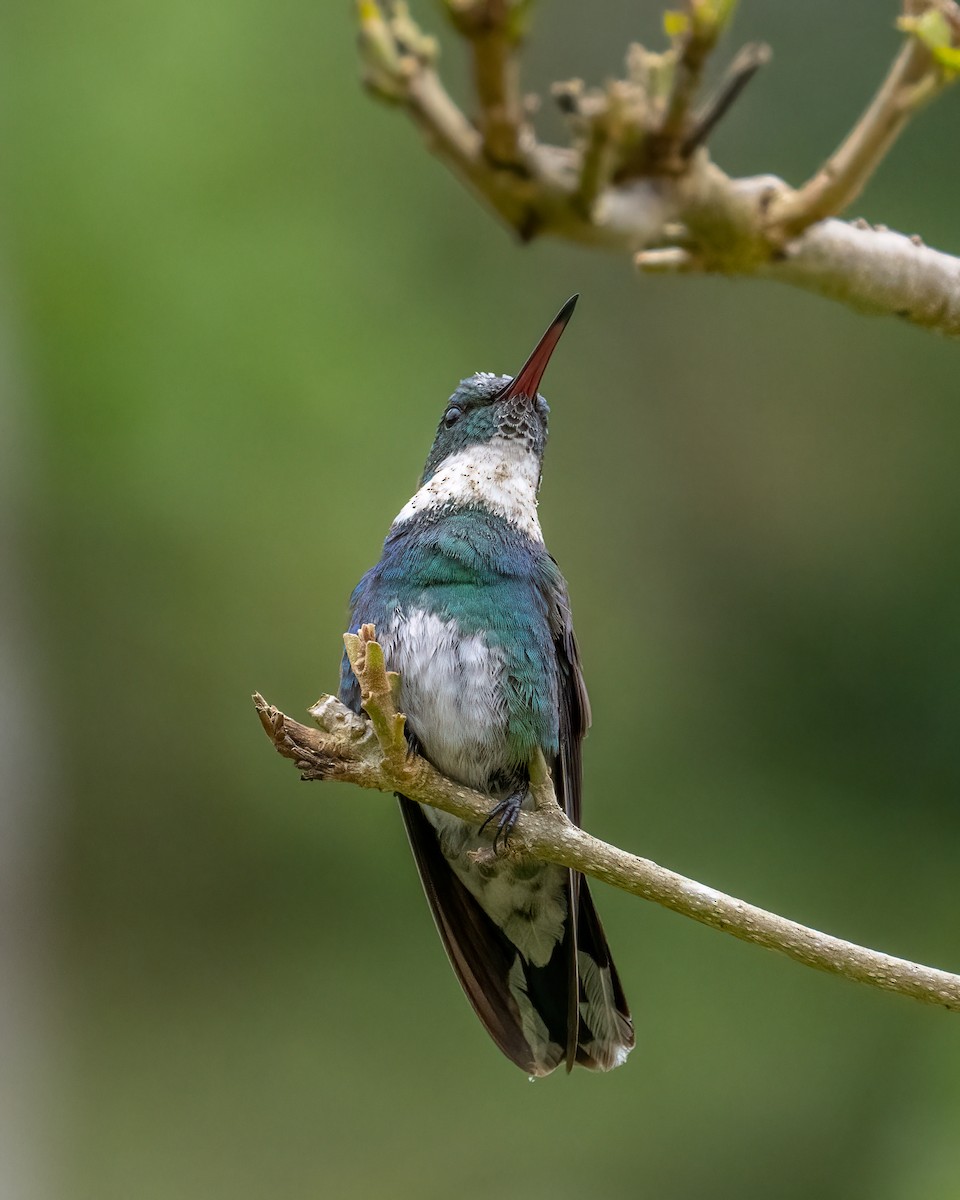 White-throated Hummingbird - ML612492680
