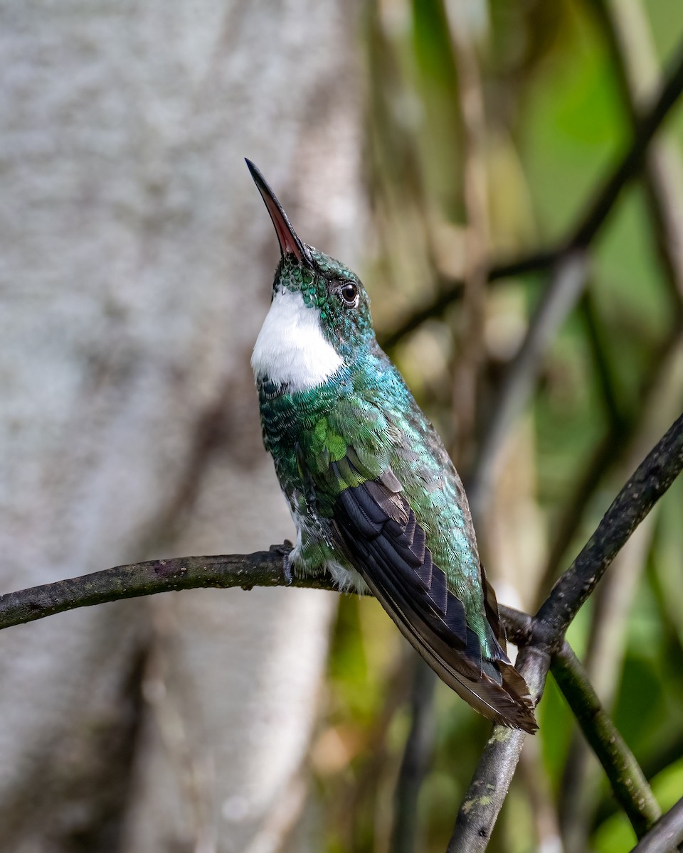 White-throated Hummingbird - Hank Davis