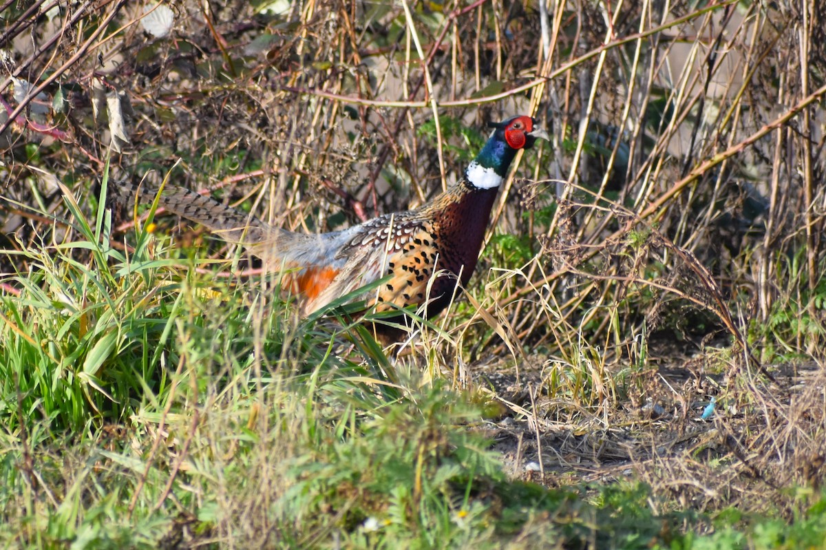 Ring-necked Pheasant - ML612492818