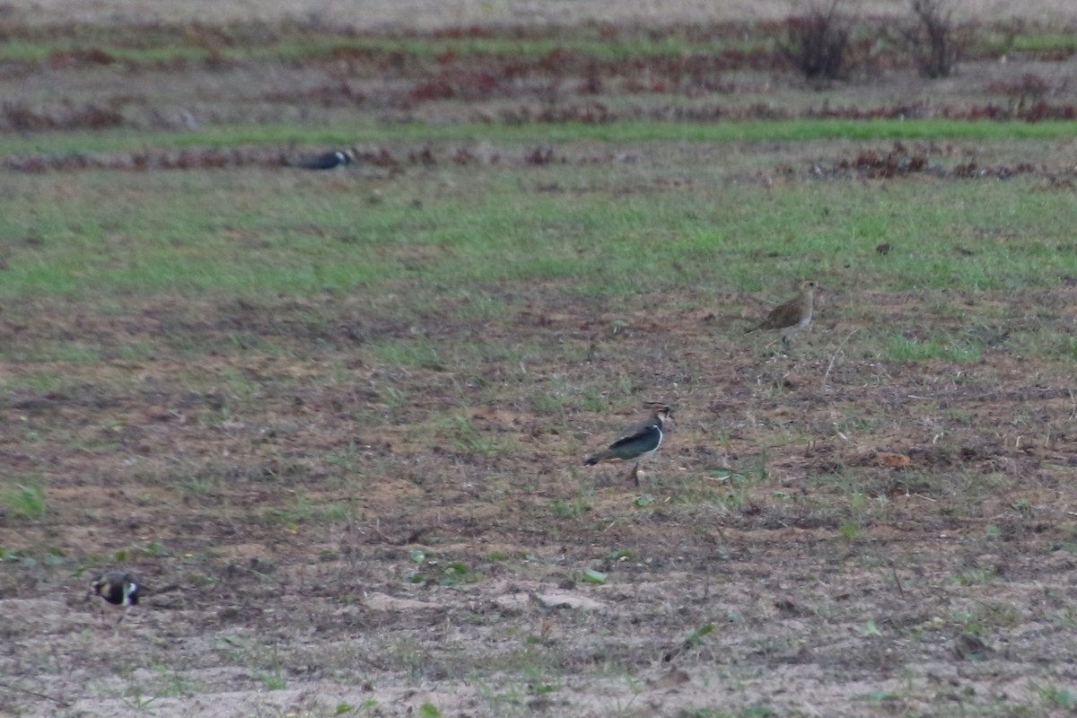 European Golden-Plover - Estela Marques