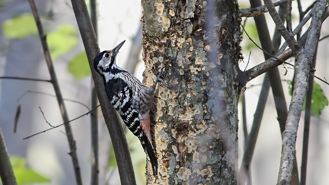 White-backed Woodpecker - ML612493031