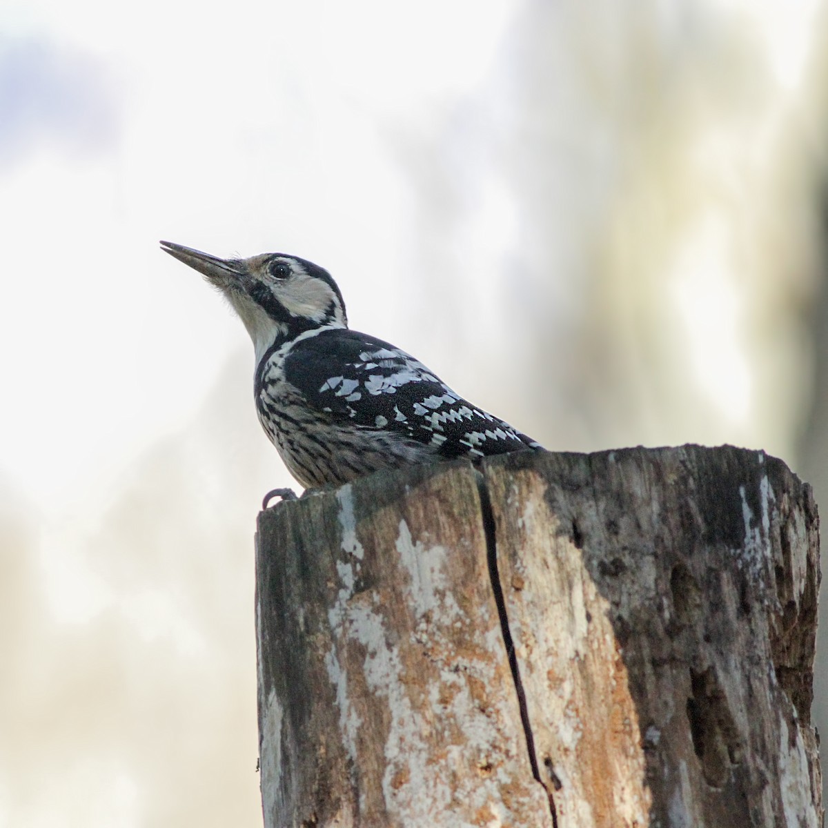 White-backed Woodpecker - ML612493032