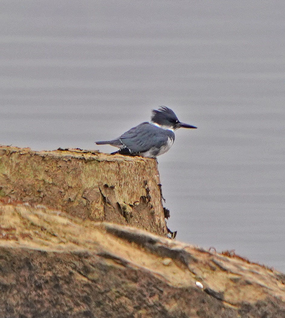 Belted Kingfisher - ML612493081
