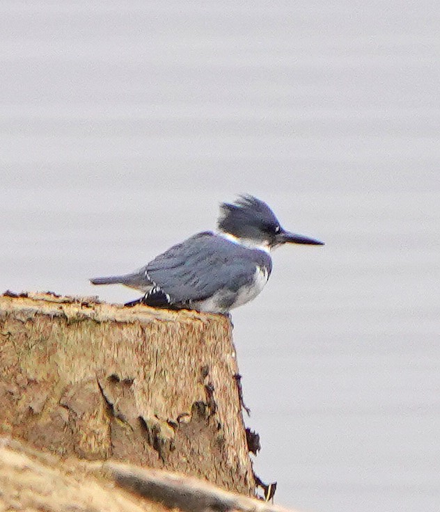 Belted Kingfisher - ML612493082