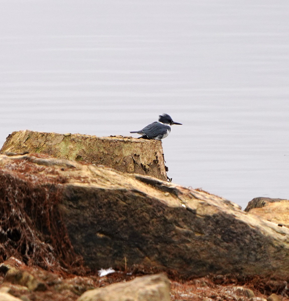 Belted Kingfisher - ML612493083