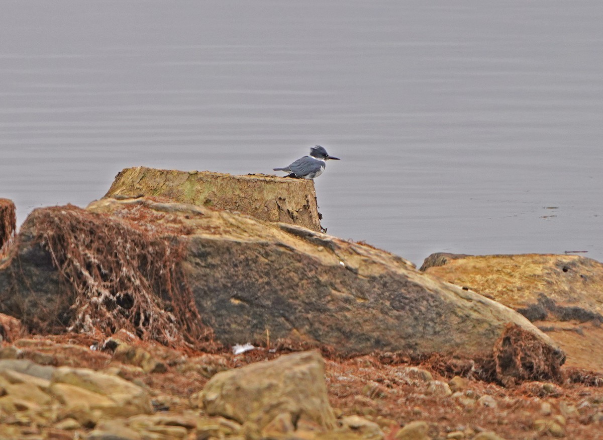 Belted Kingfisher - ML612493084
