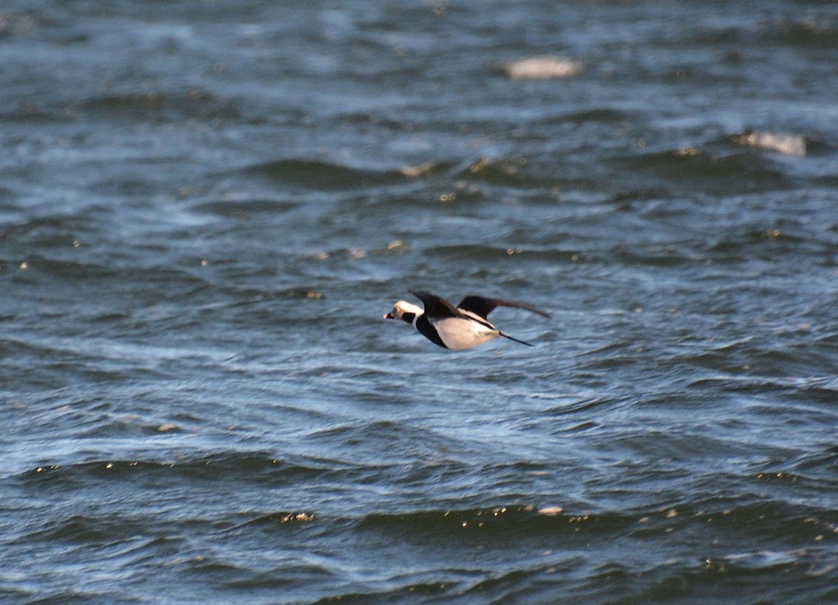 Long-tailed Duck - ML612493137