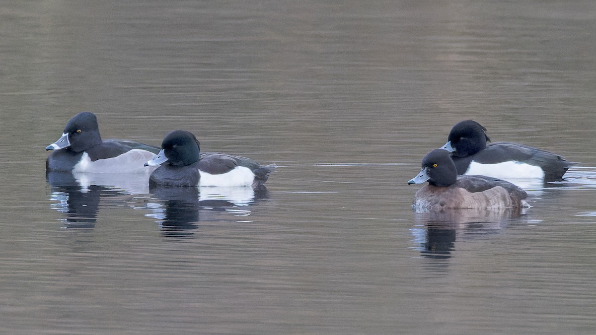 Ring-necked Duck - William Stephens