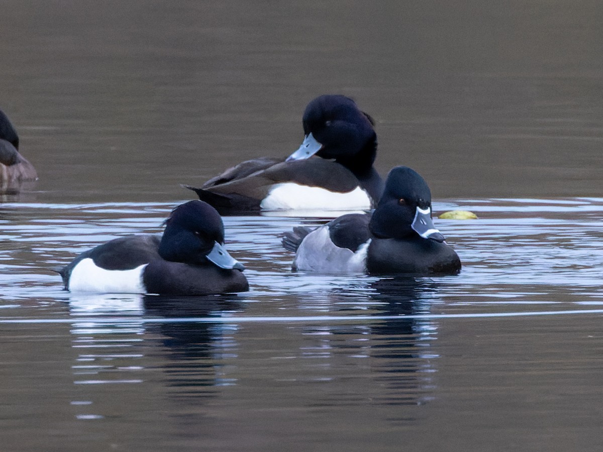 Ring-necked Duck - William Stephens