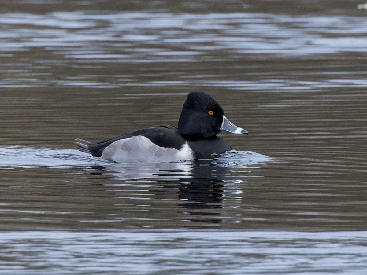 Ring-necked Duck - William Stephens