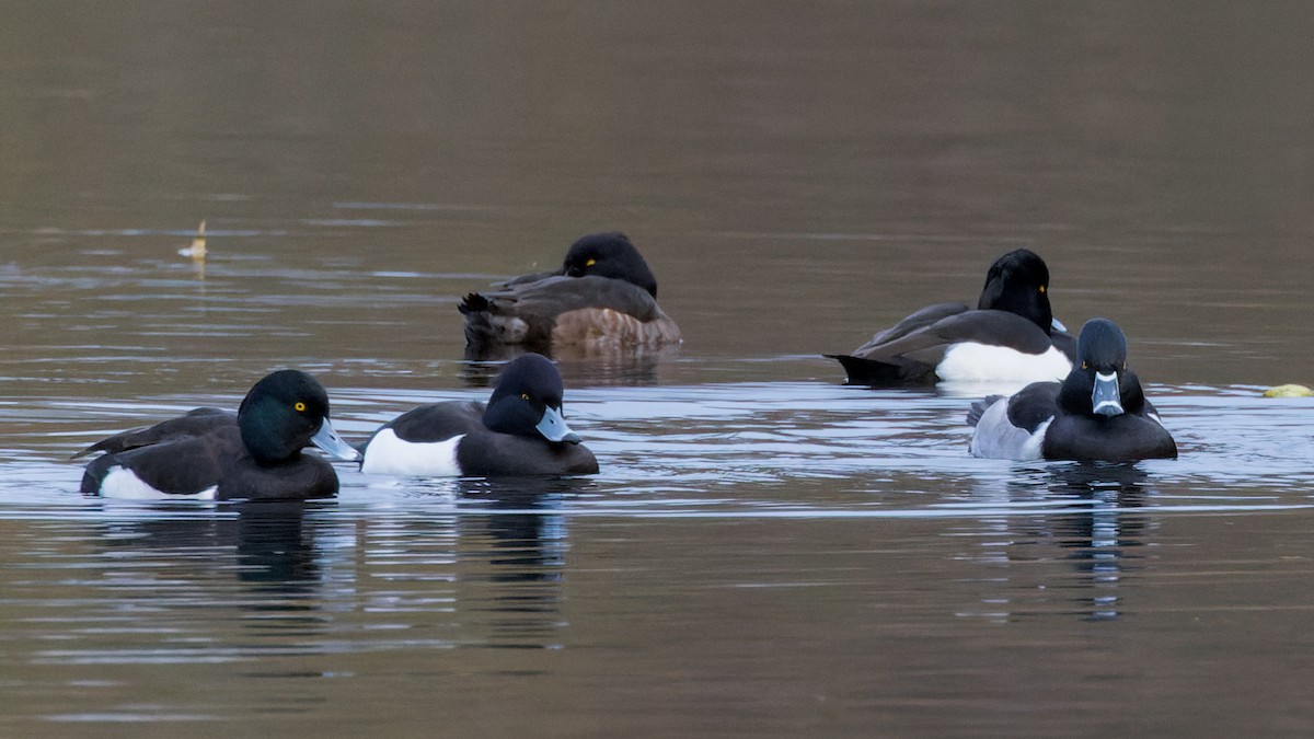 Ring-necked Duck - William Stephens