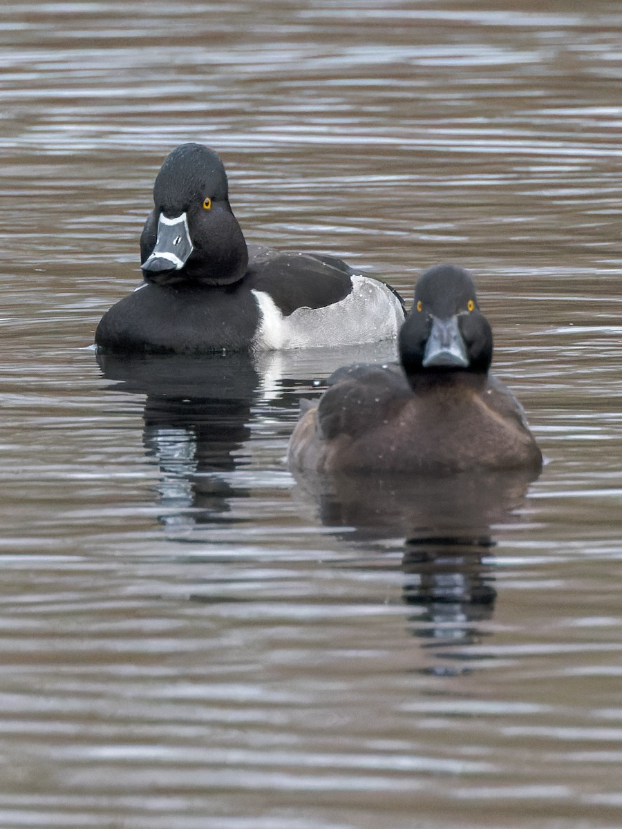 Ring-necked Duck - William Stephens