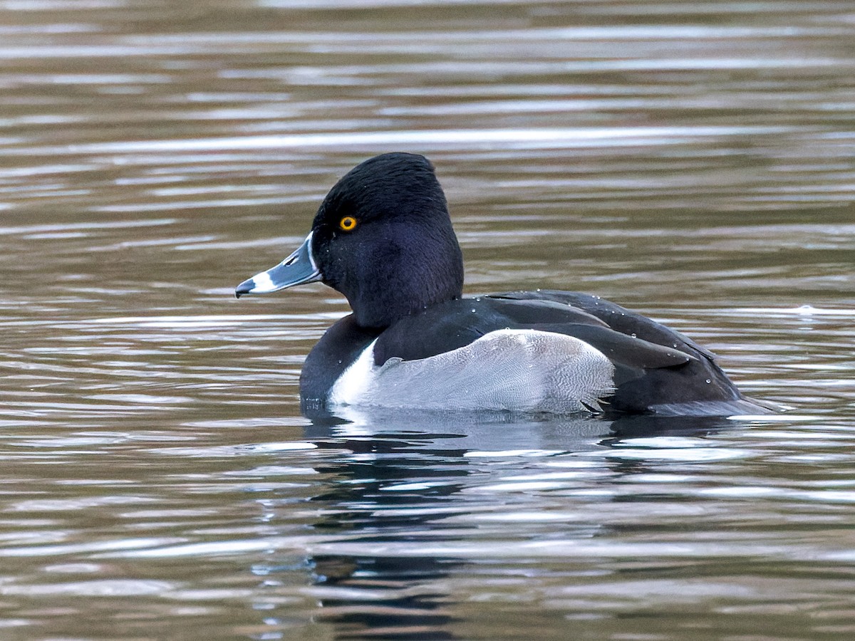 Ring-necked Duck - William Stephens