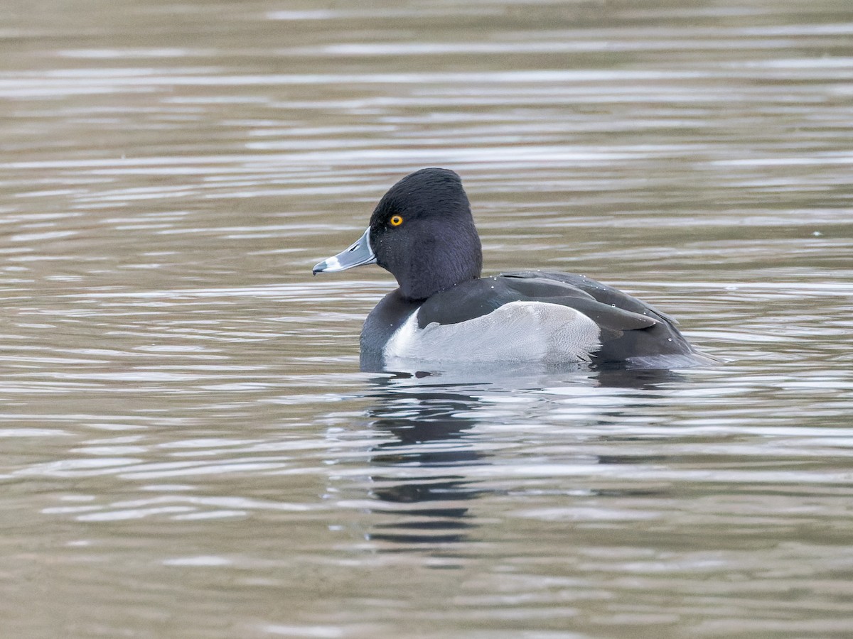 Ring-necked Duck - William Stephens